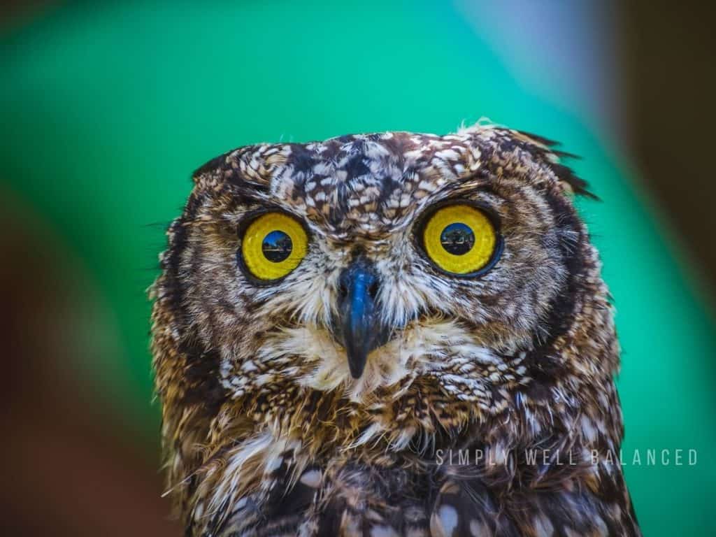 Close-up of an owl with bright yellow eyes, representing nighttime wildlife kids might spot outdoors
